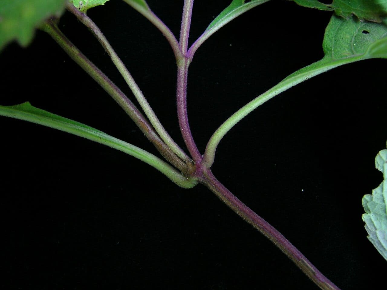 Orthosiphon 6