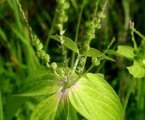 Spigelia 11