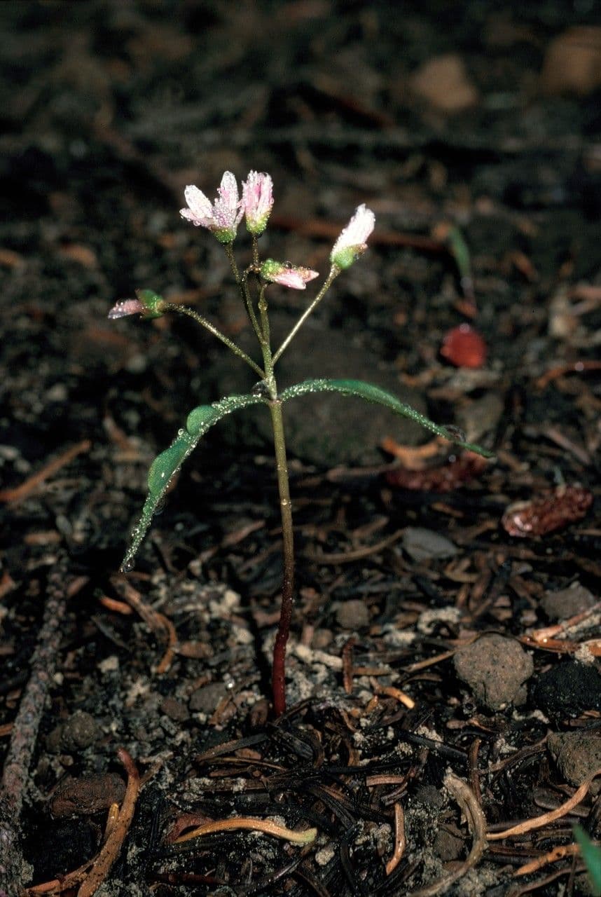 Claytonia lanceolata 2