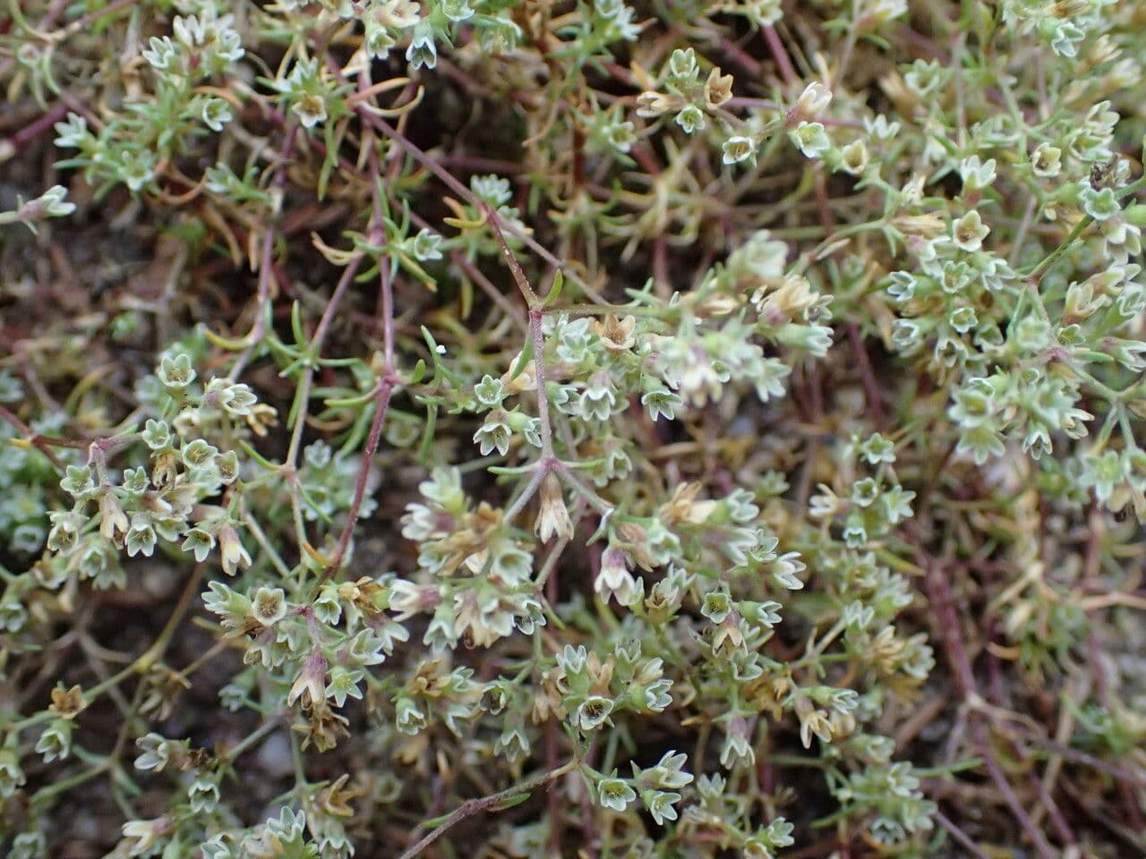 Centonchio perenne 24
