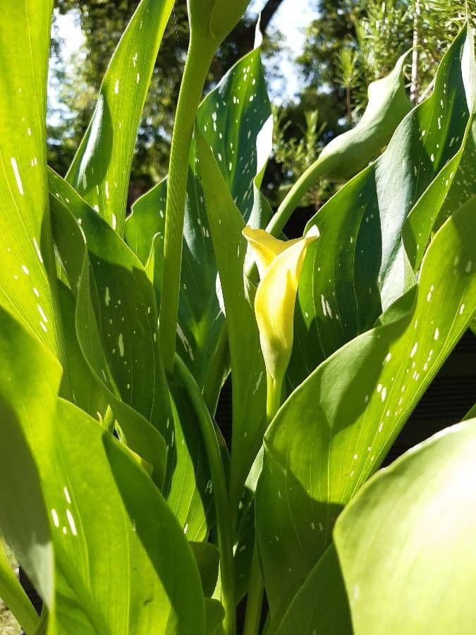 Calla 26