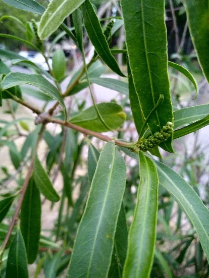 Sapium haematospermum 4
