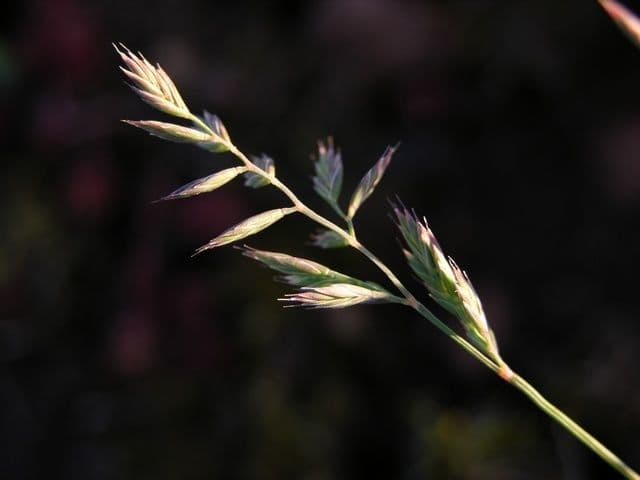 Festuca ovina 7