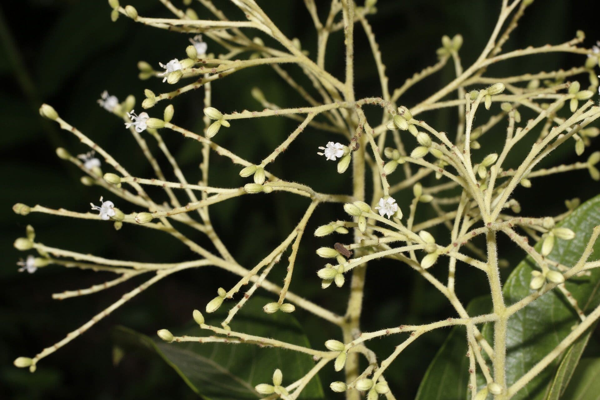 Cordia 4