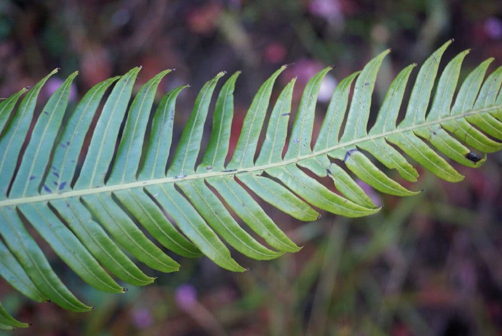 Blechnum attenuatum 10