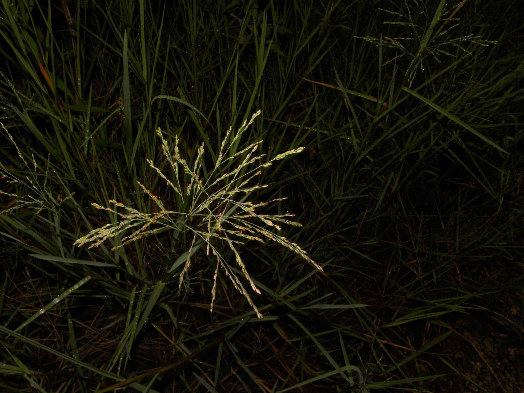 Panicum 11