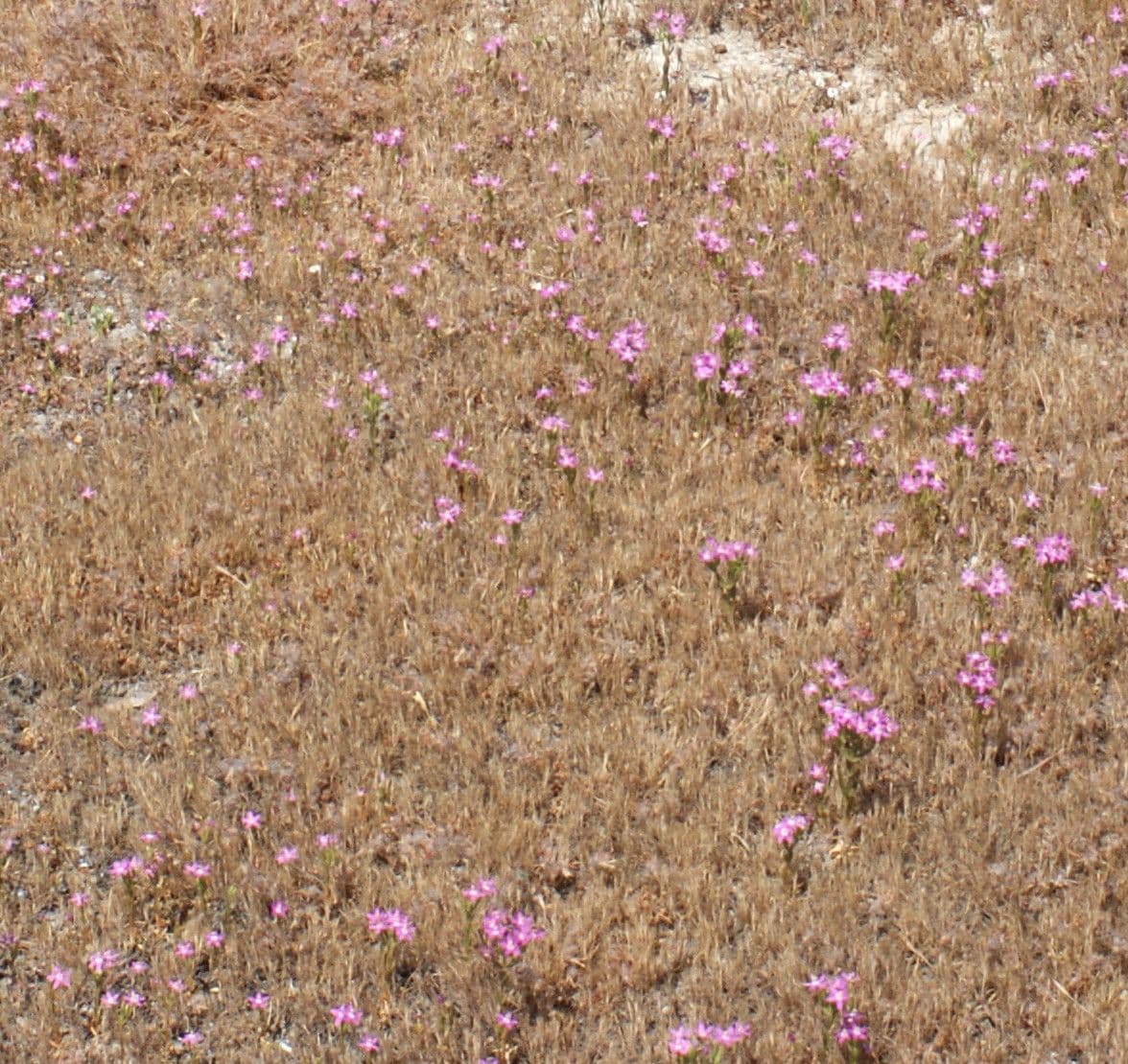 Centaurella tenuiflora 10