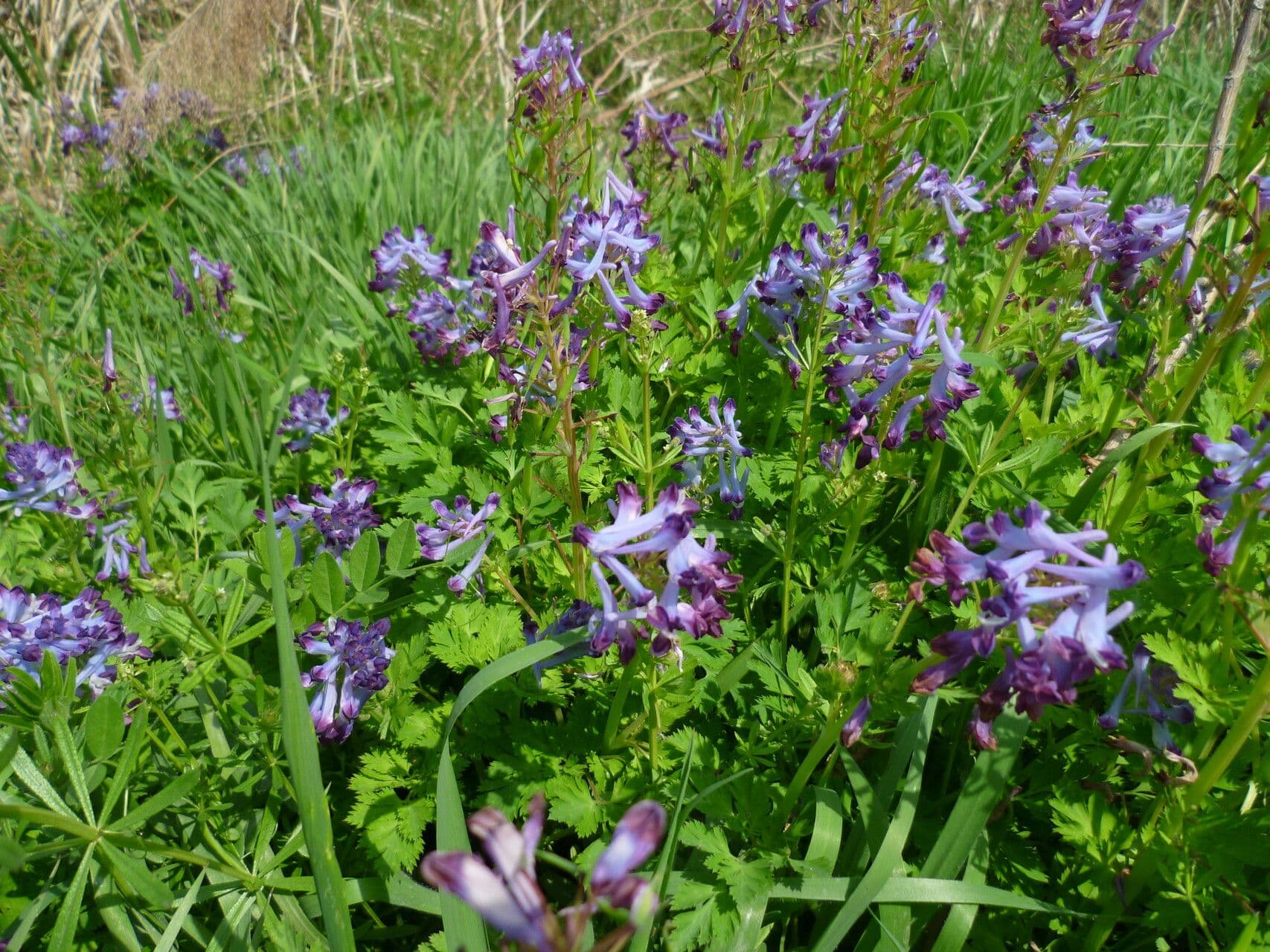 Fumaria incisa 3