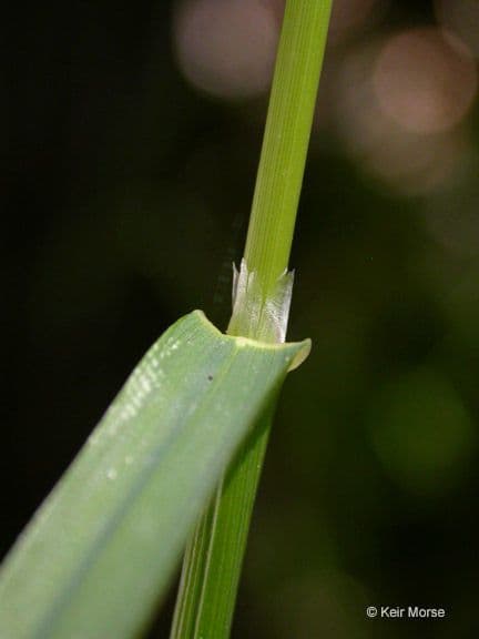 Glyceria striata 16