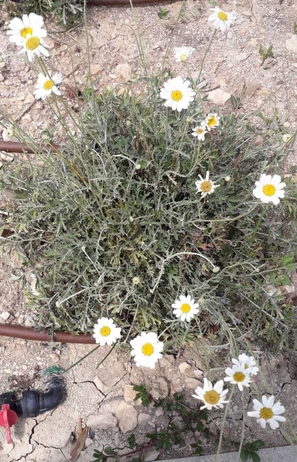 Vrabolček dalmatínsky