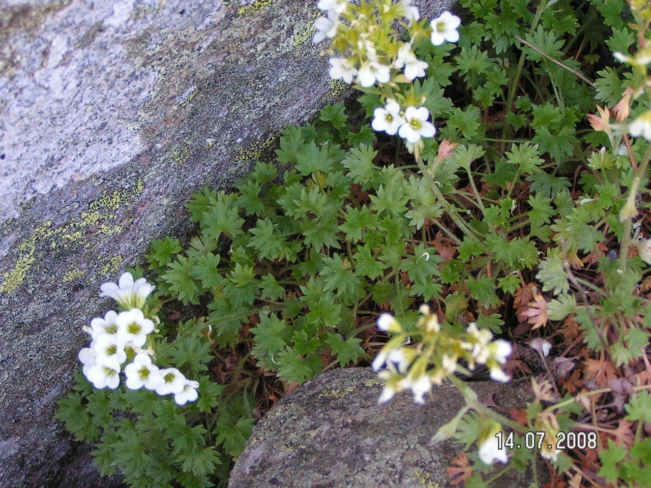 Geranienblättrige Steinbrech 12