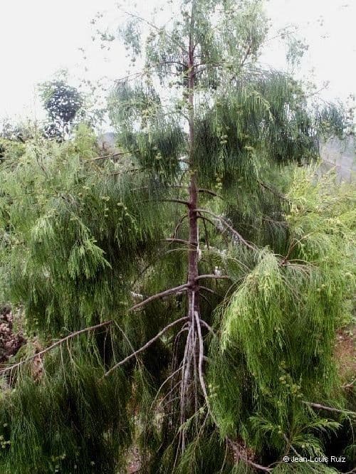 Gymnostoma 4