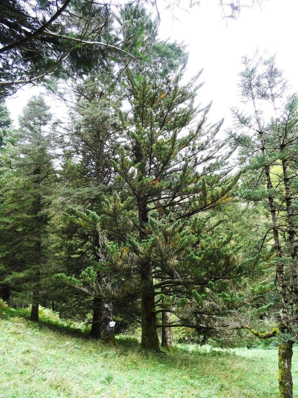 Abete 5