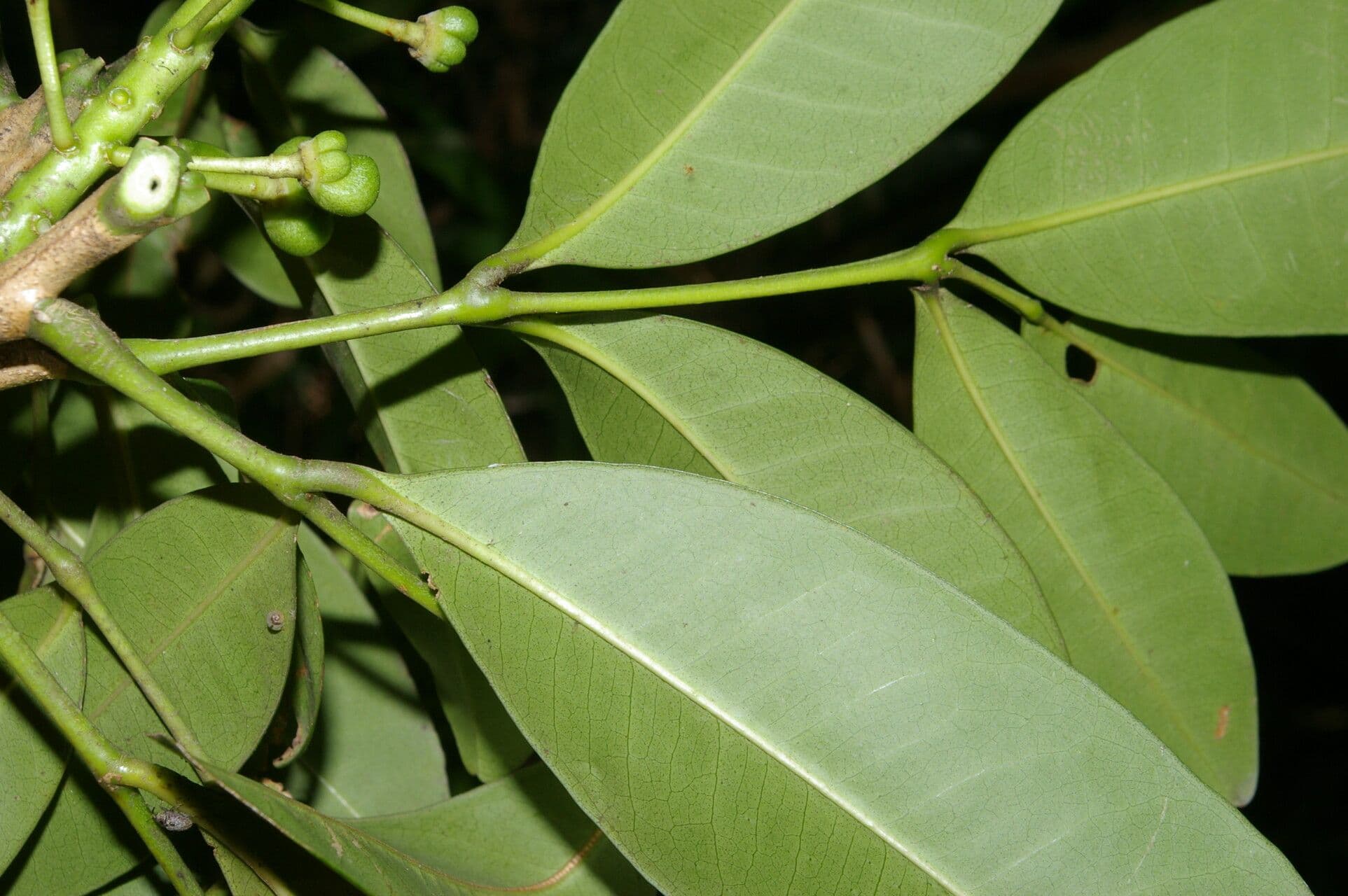 Aceitillo 9