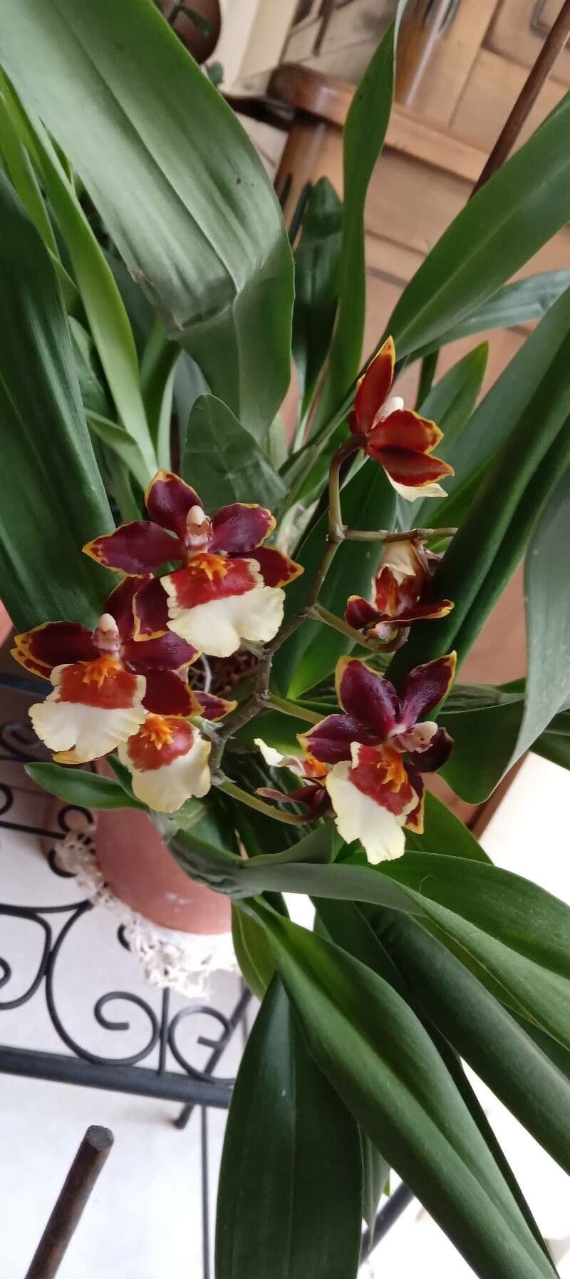 Wydler's dancing-lady orchid 9