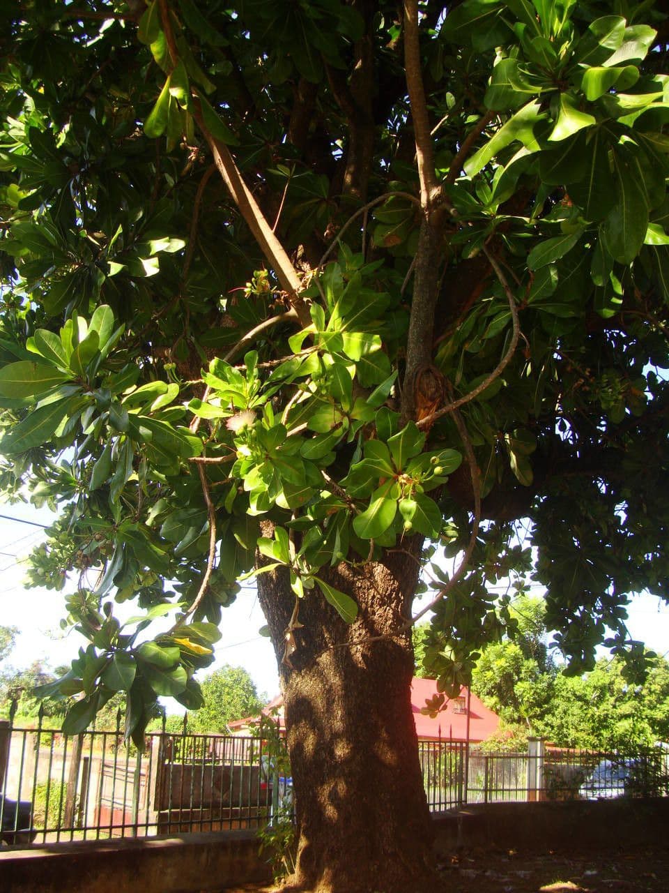 Barringtonia 13