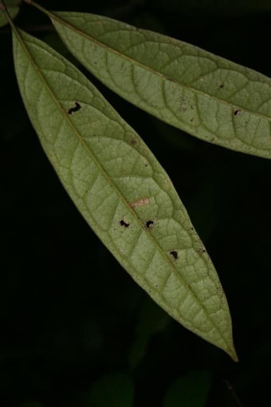 Aniba