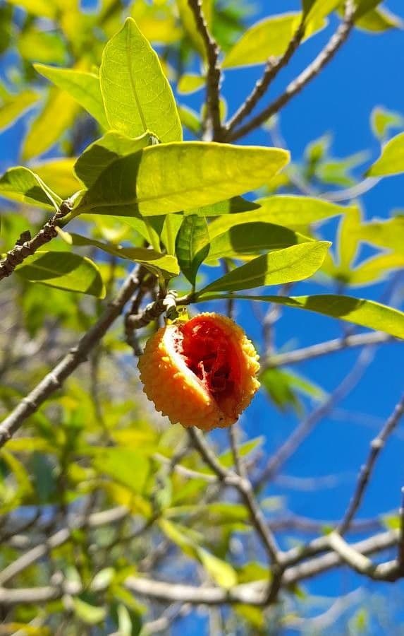 Tabernaemontana catharinensis 3