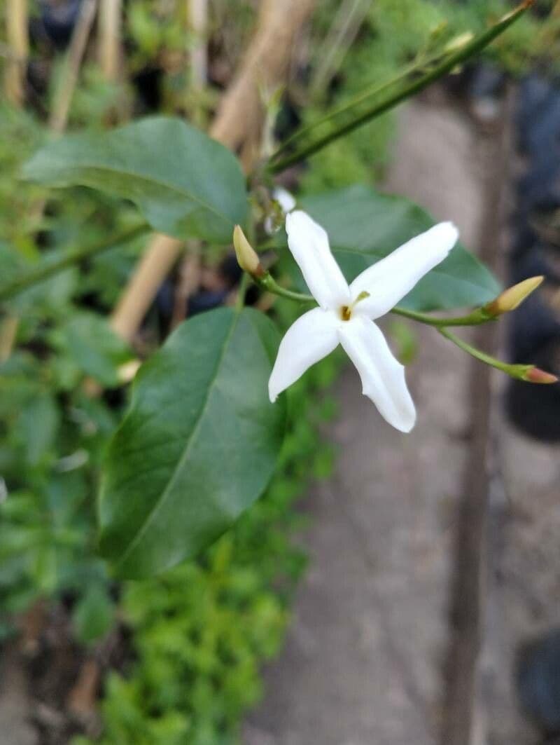 Jasmin 3