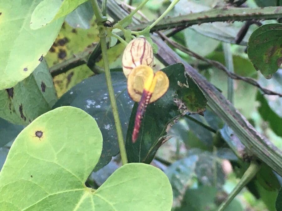 Aristolochia 3