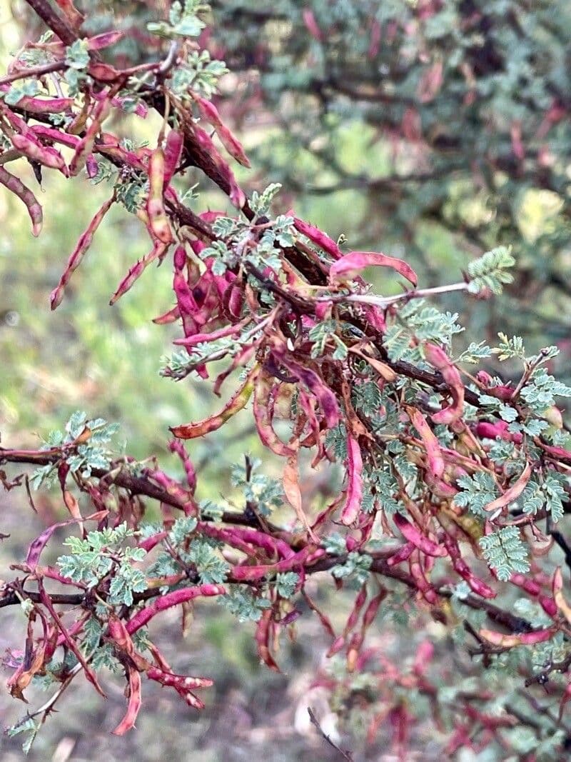Mimosa spinosa 2