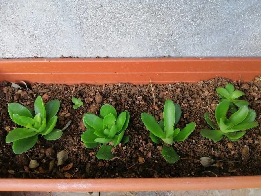 Crassula 12
