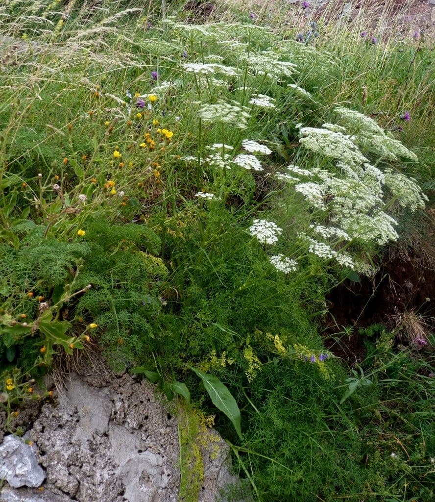 Ligusticum 7