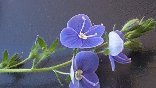 Veronica comune 8