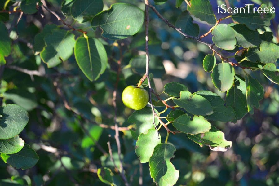 Pseudolachnostylis 5