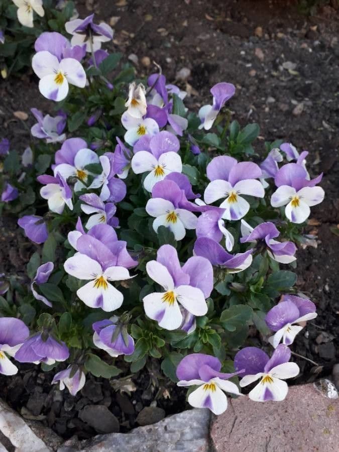 Wildes Stiefmütterchen 9