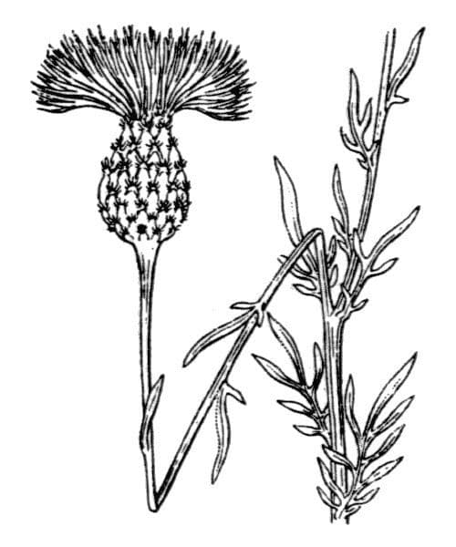 Cheirolophus 24