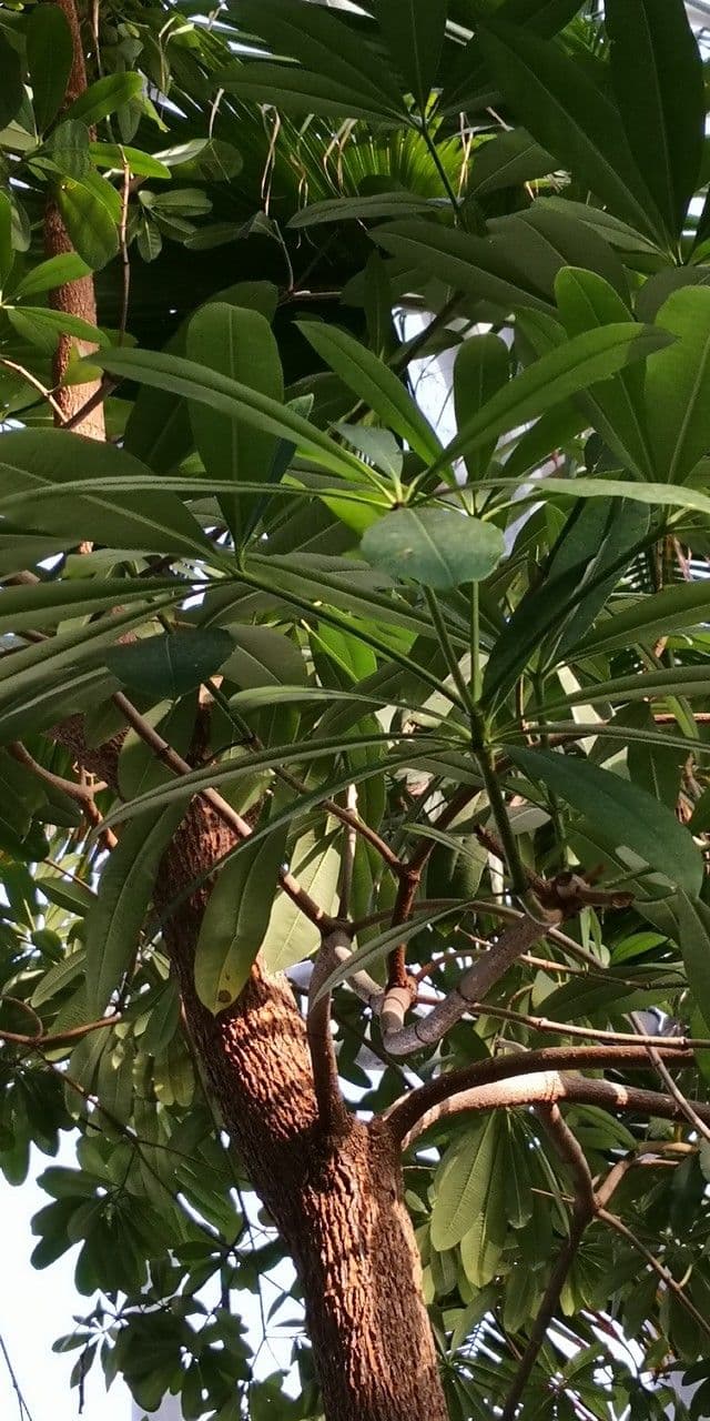Alstonia 2