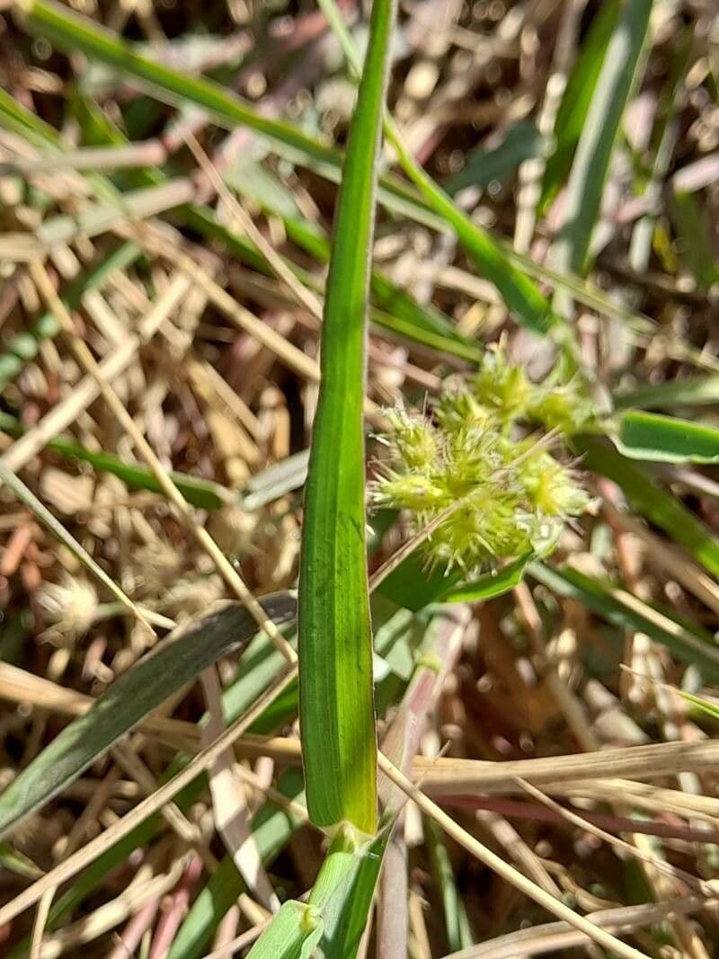 Cenchrus biflorus 17