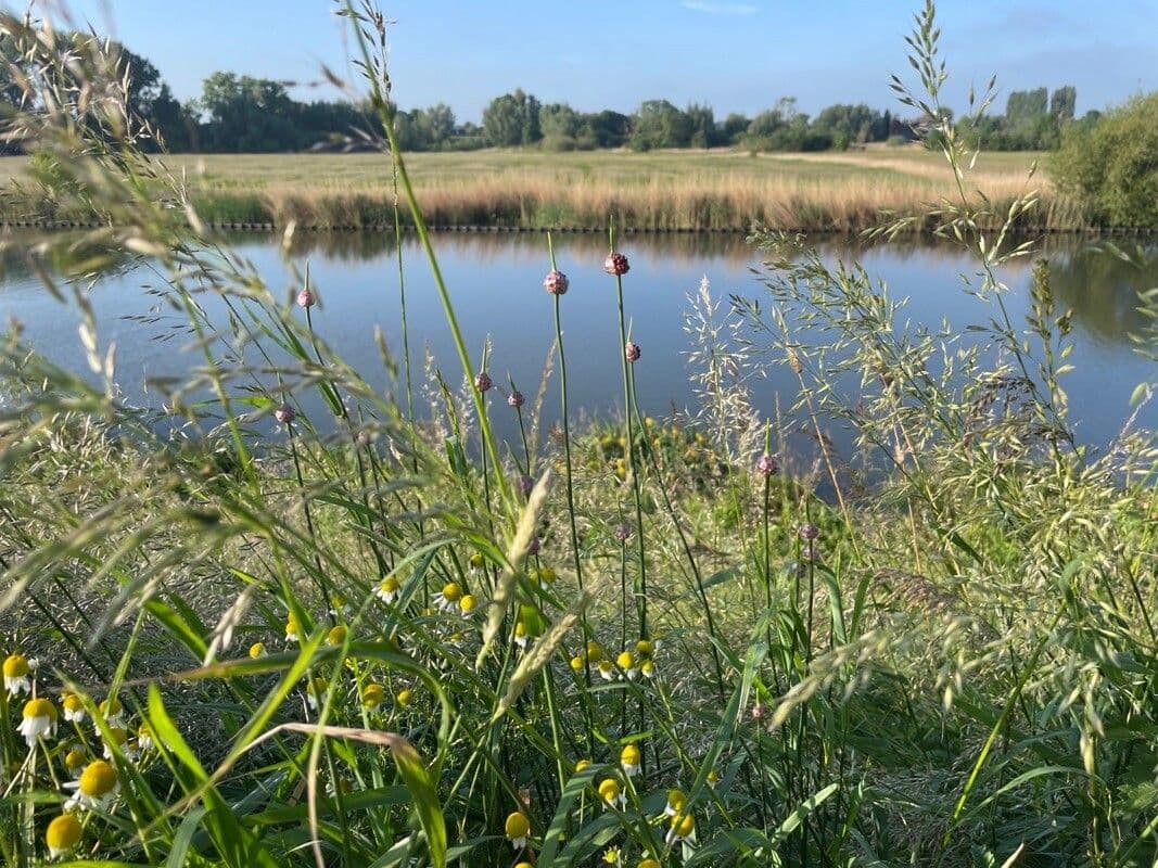 Aglio delle vigne 15