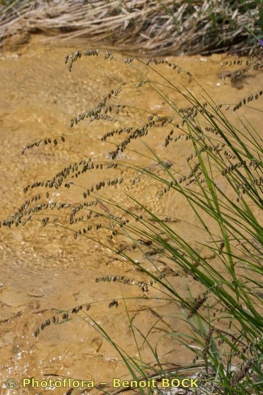 Erba perla pendula 28
