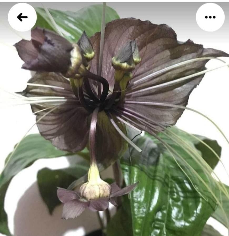Tacca 8