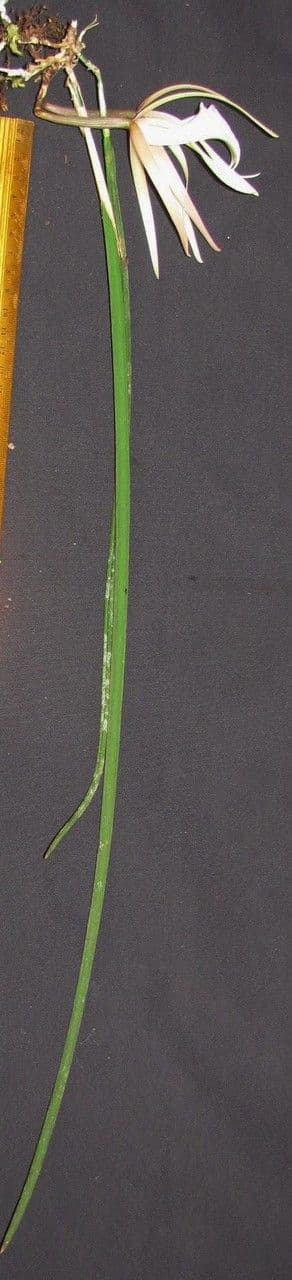 Brassavola 17