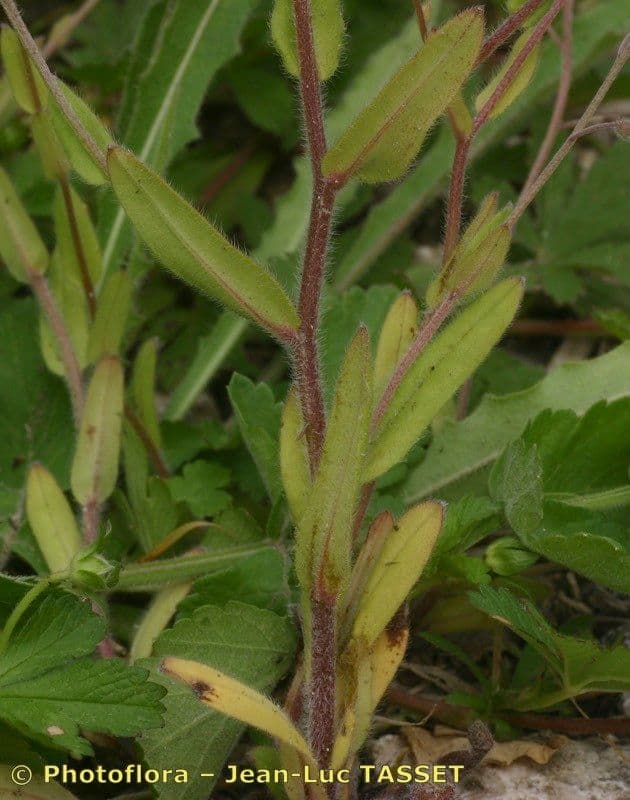 Miosotide dei campi 22