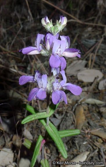 Collinsia concolor 3