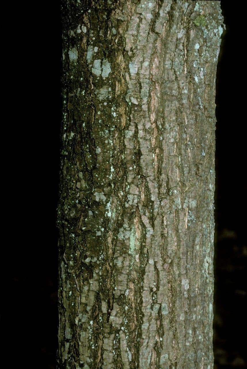 Platycarya strobilacea 19