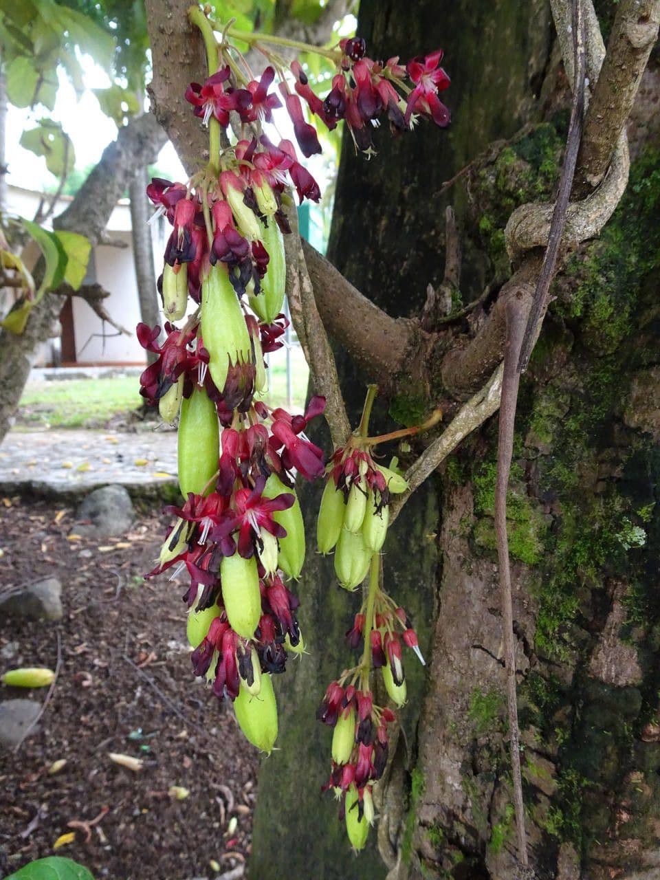 Bilimbi 23
