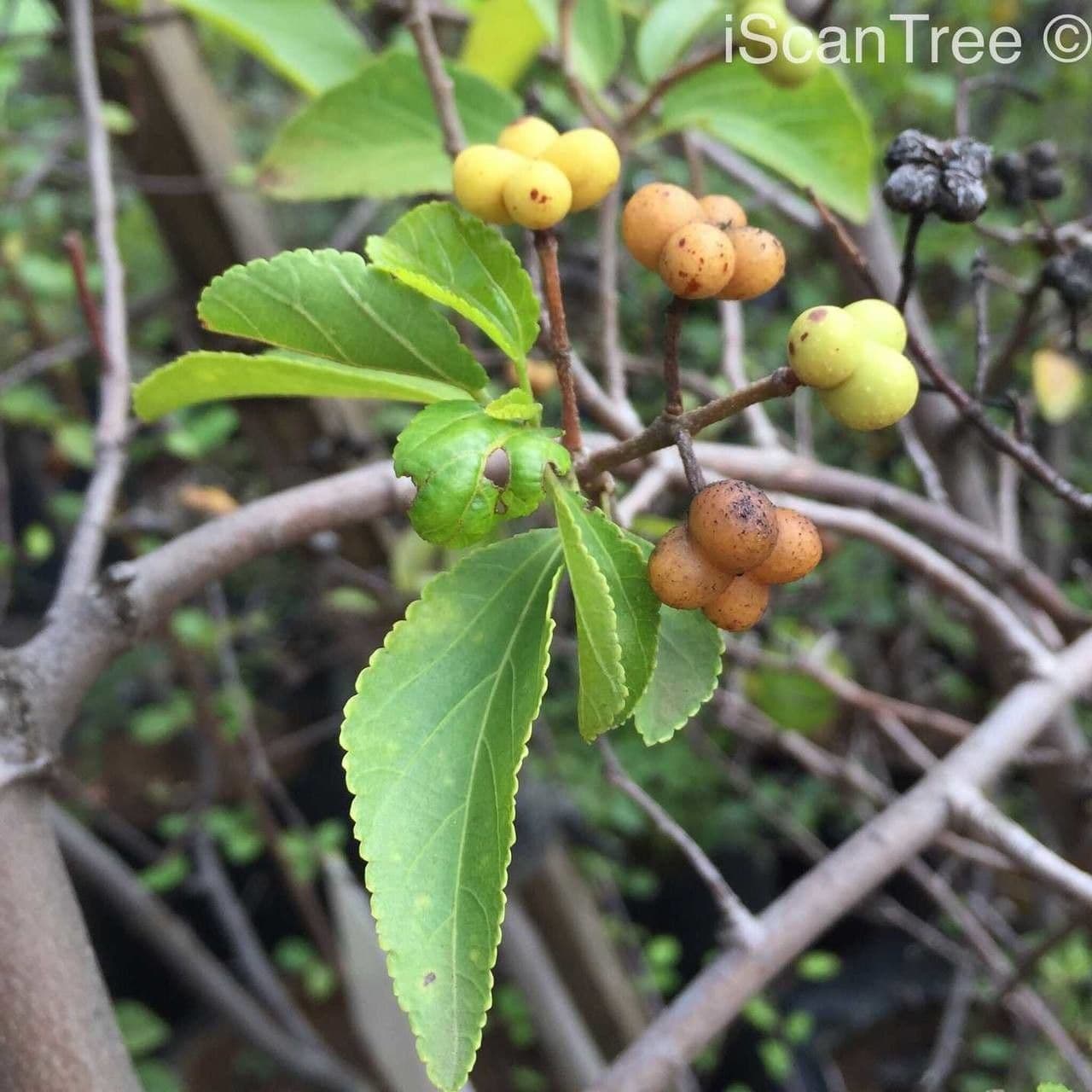 Grewia occidental 4