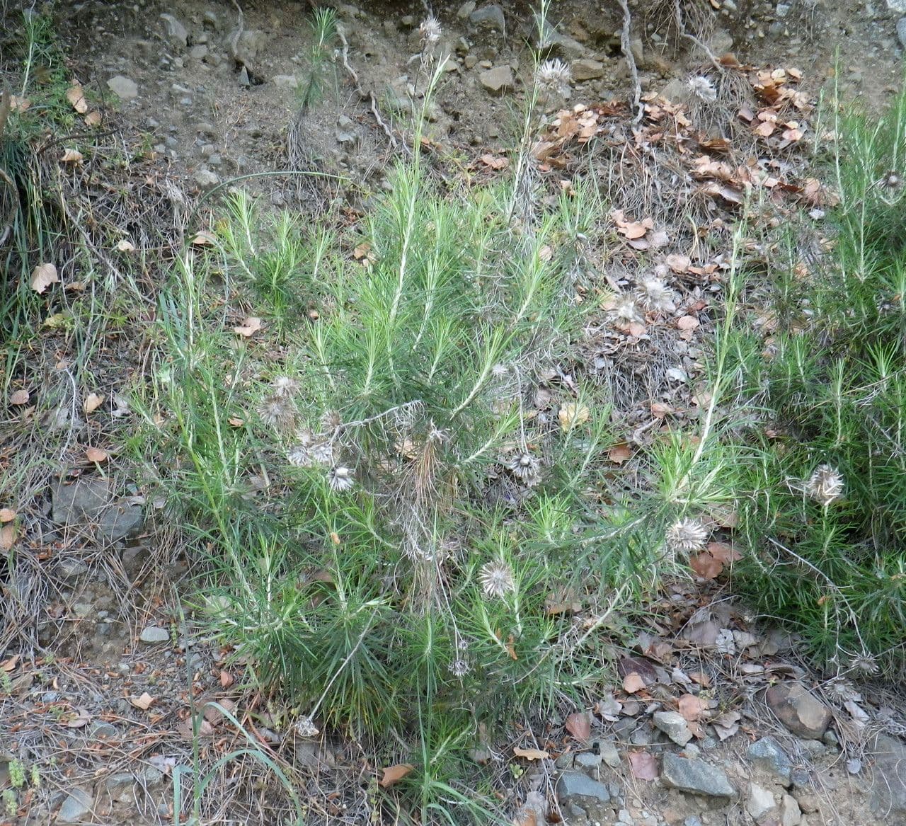 Ptilostemon chamaepeuce 13