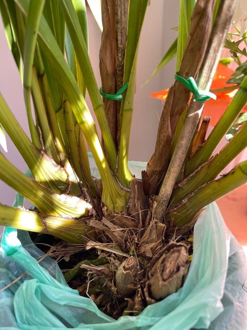 Cymbidium 16