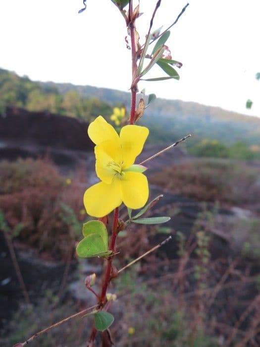 Cassia diphylla 7
