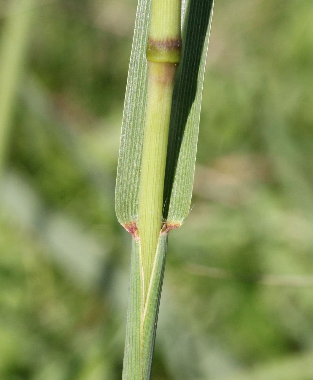 Dallisgras 25