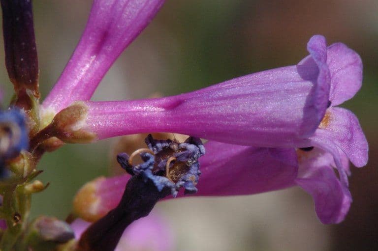 Penstemon di Watson 5