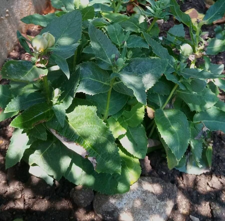 Platycodon à grandes fleurs 24