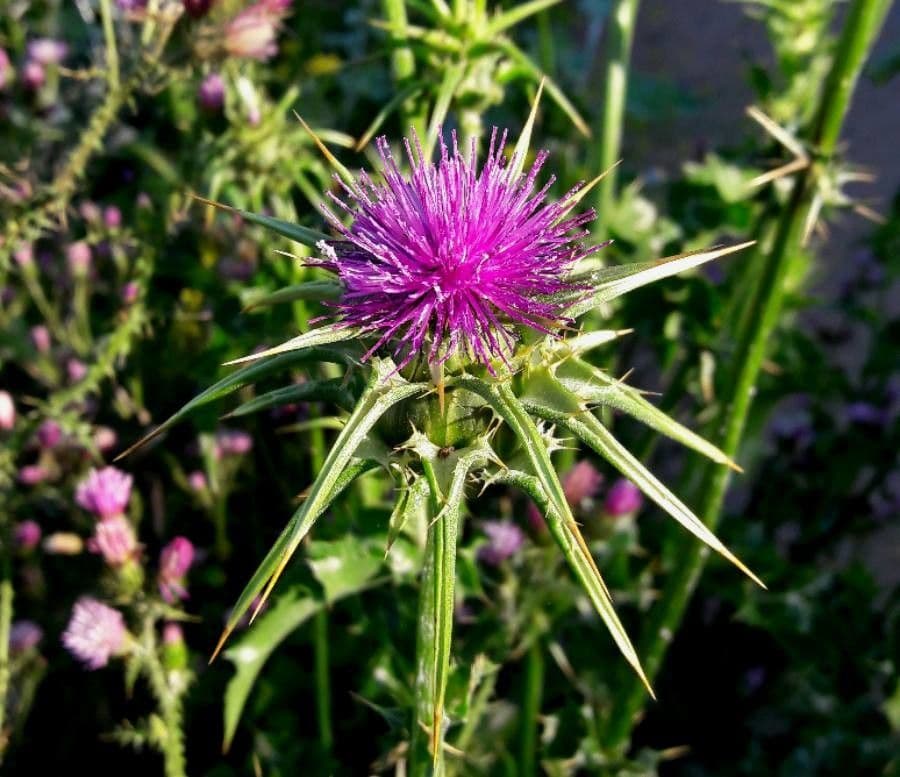 Mariendistel 7