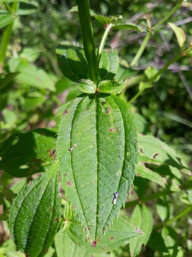 Rhexia virginica 12